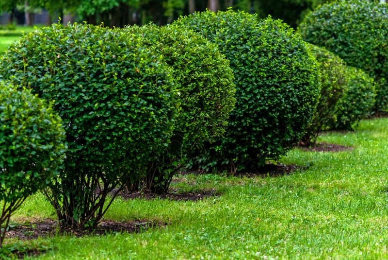 Landscape Pruning Service in Honolulu, HI