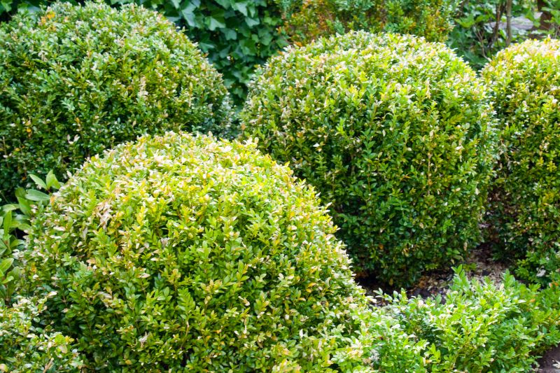 Landscape Trimming Service in Honolulu, HI