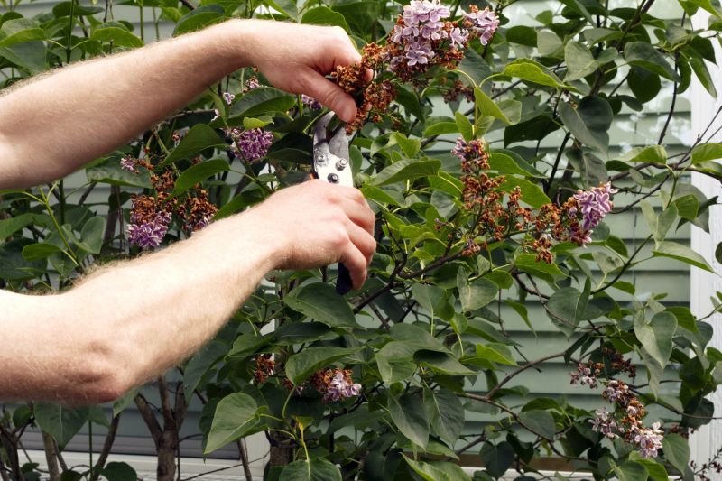 Lilac Trimming Service in Aiken, SC