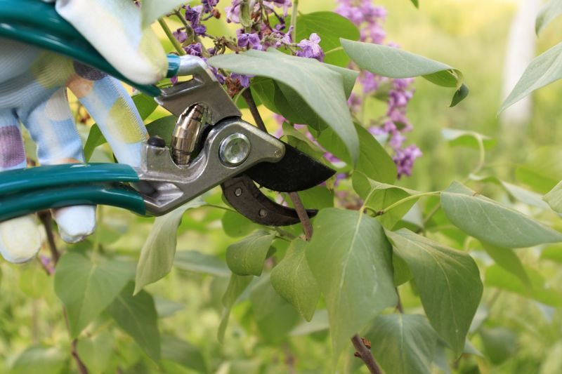 Lilac Trimming Service in Honolulu, HI