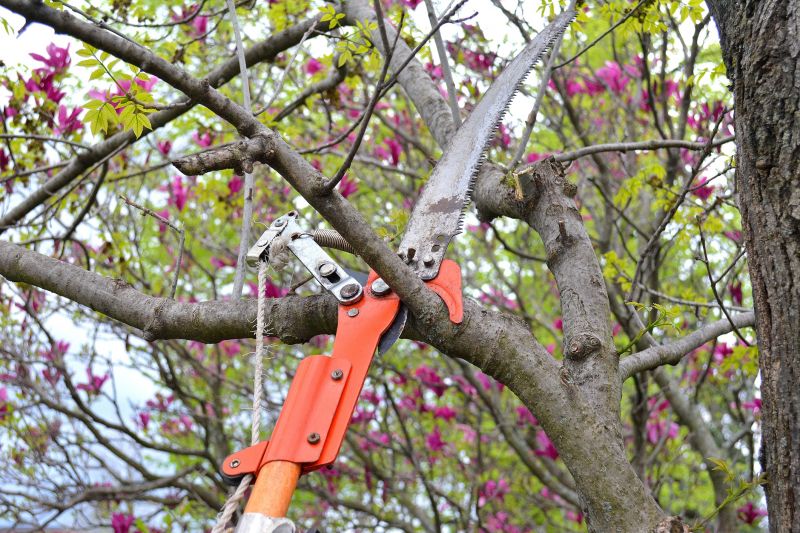 Limb Pruning in Allentown, PA