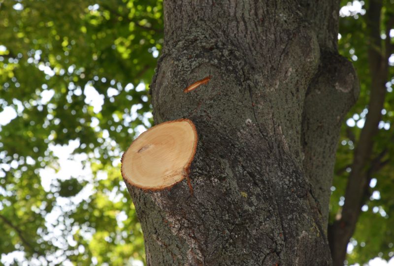 Limb Pruning in Allentown, PA