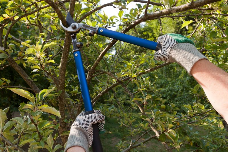 Limb Pruning in Reno, NV