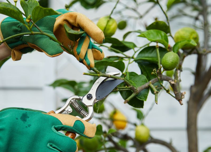 Magnolia Tree Pruning in Allentown, PA