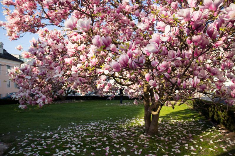 Magnolia Tree Pruning in San Jose, CA