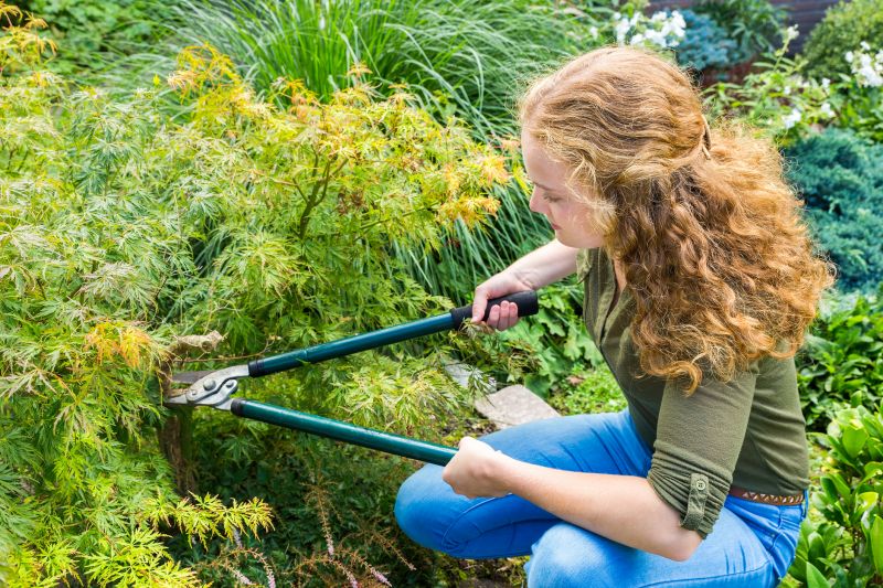 Maple Tree Pruning in Pottstown, PA