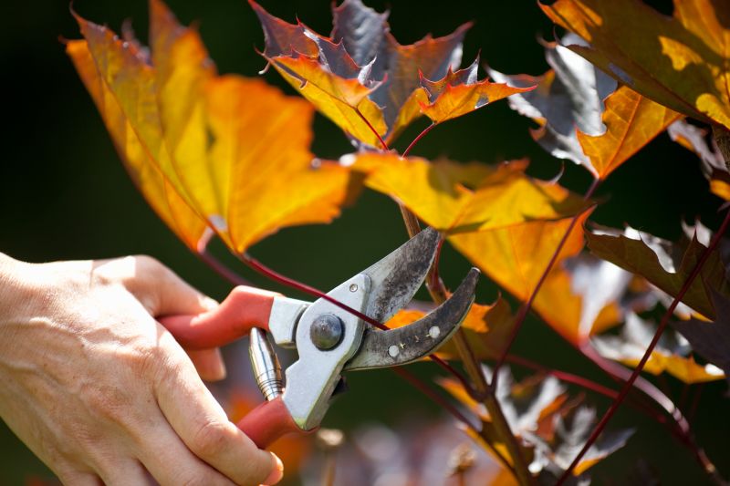Maple Tree Pruning in Reno, NV