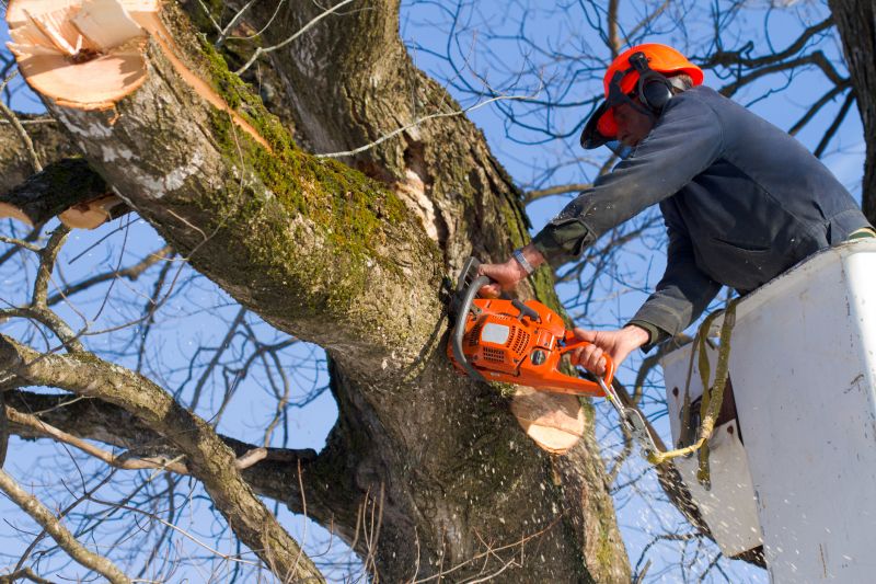 Maple Tree Removal in Pottstown, PA