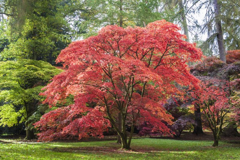 Maple Tree Removal in Allentown, PA
