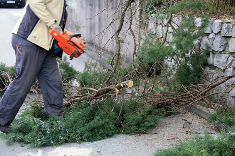 Mimosa Tree Removal in Allentown, PA