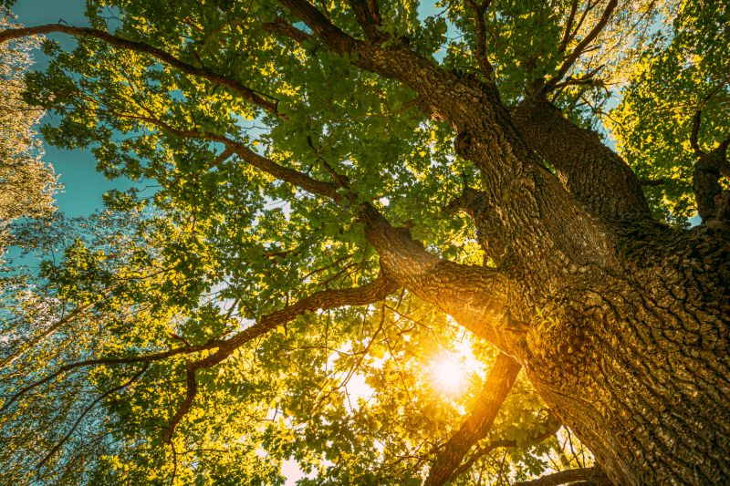 Oak Tree Pruning in San Jose, CA