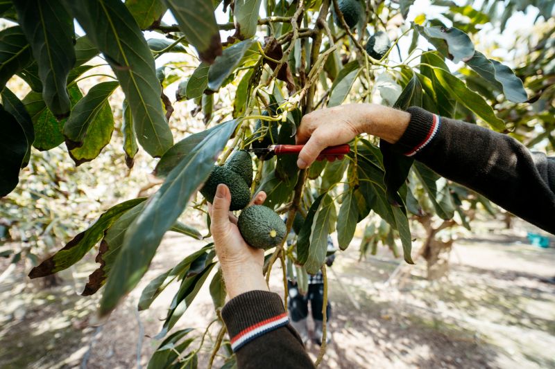 Orchard Tree Pruning in Pottstown, PA