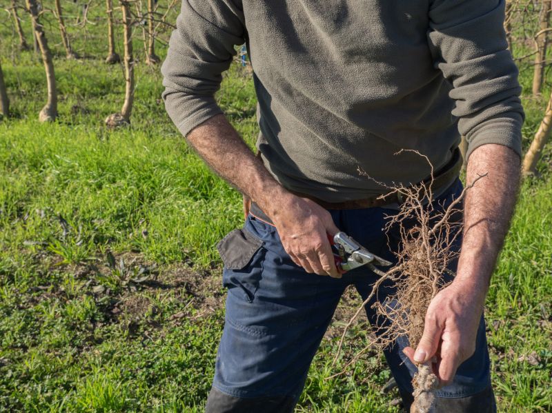Orchard Tree Pruning in Pottstown, PA