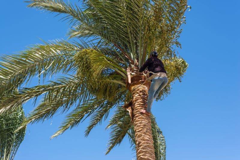 Palm Tree Removal in Pottstown, PA