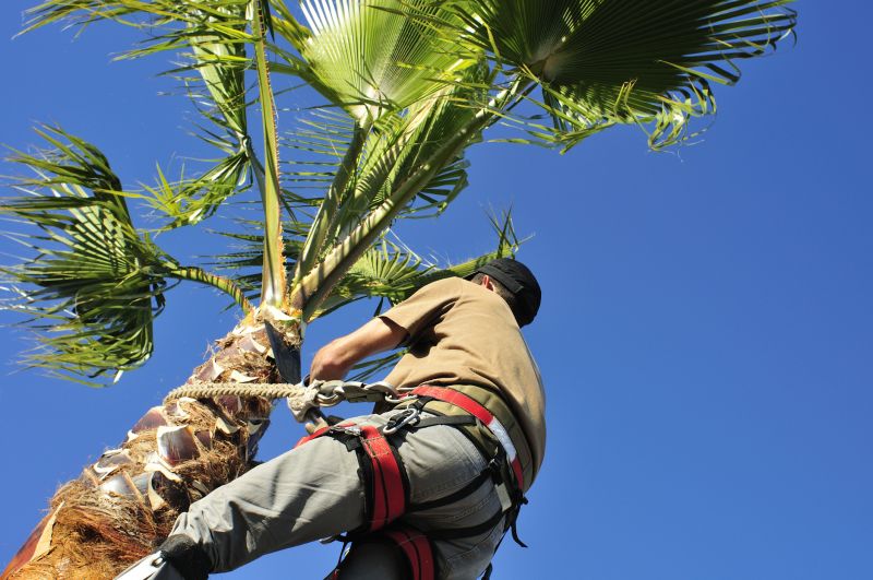 Palm Tree Trimming in Doylestown, PA