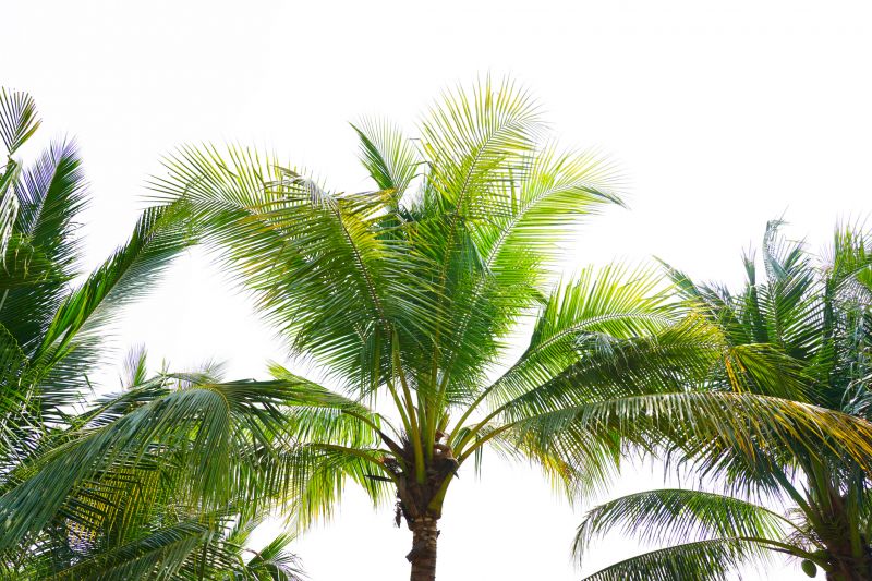 Palm Tree Trimming in Reno, NV