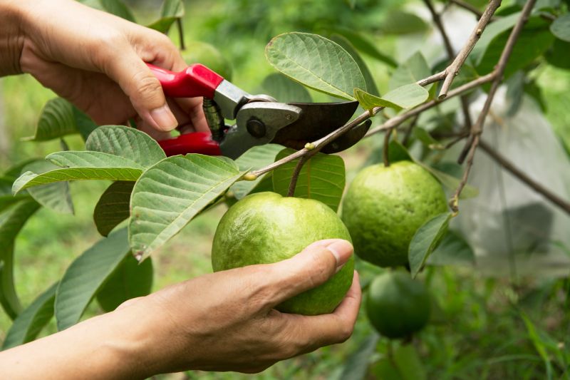 Peach Tree Pruning in Reno, NV