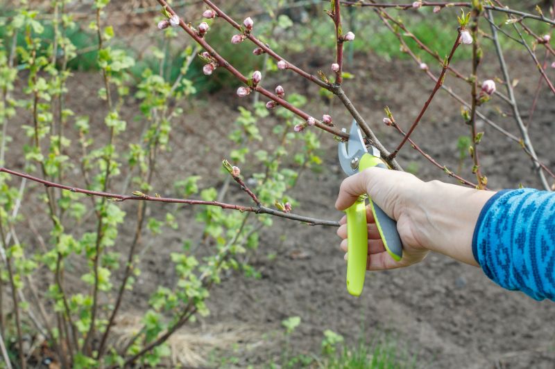 Peach Tree Pruning in Allentown, PA