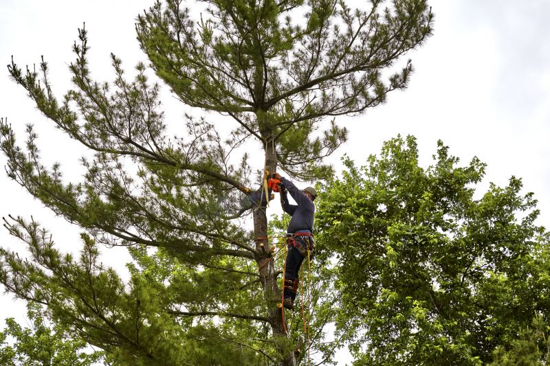 Pine Tree Trimming in Pottstown, PA