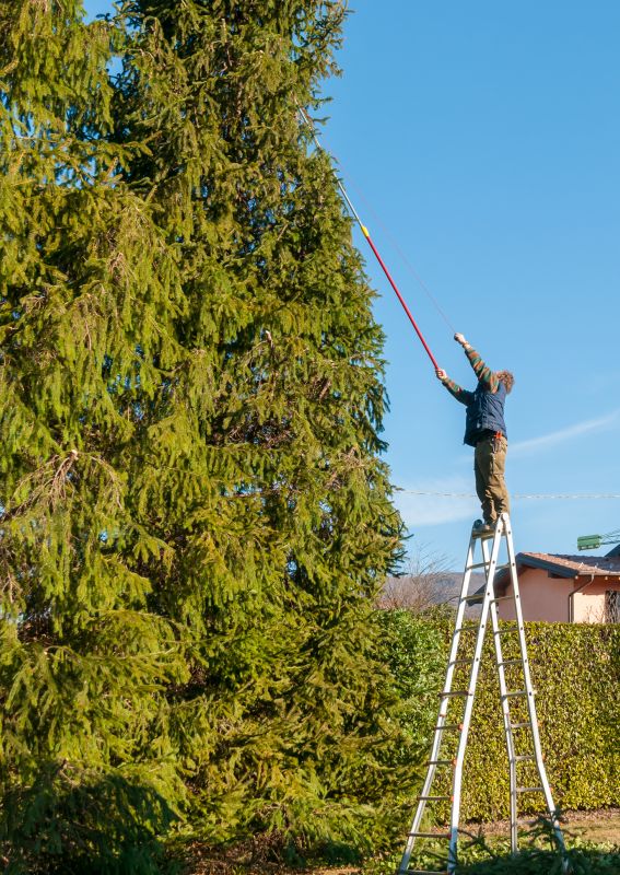 Pine Tree Trimming in Doylestown, PA