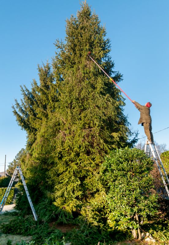 Pine Tree Trimming in Allentown, PA