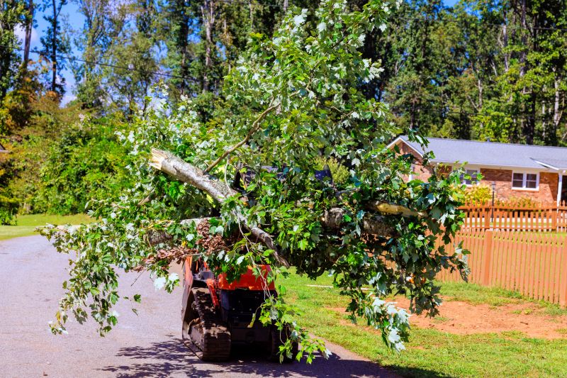 Residential Tree Service in Doylestown, PA