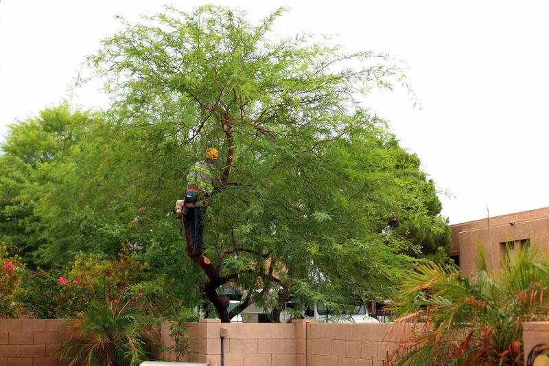 Residential Tree Service in Allentown, PA