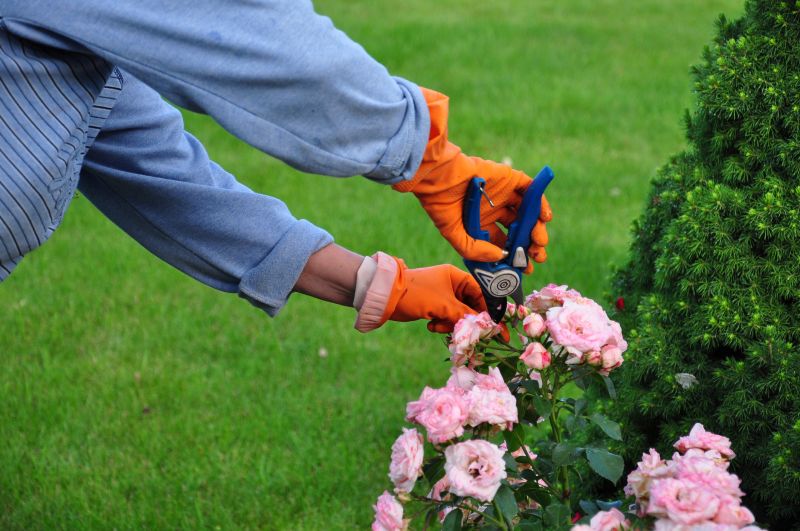 Rhododendron Pruning in Honolulu, HI