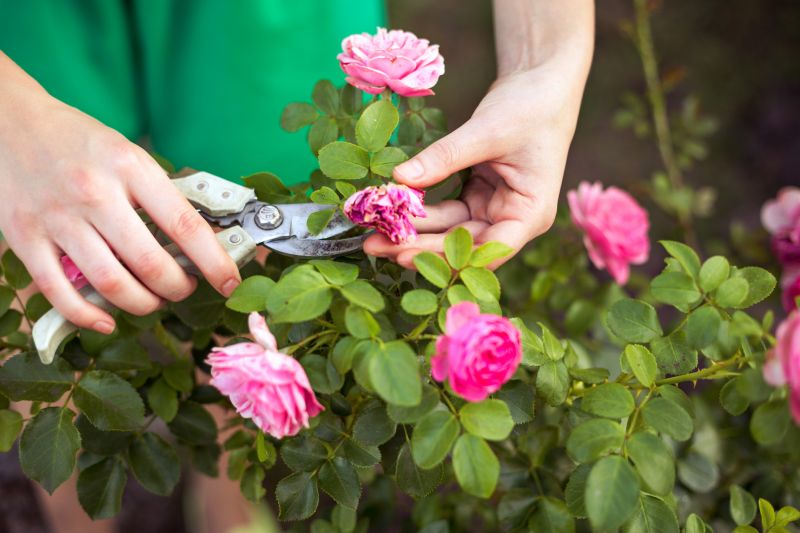 Rhododendron Pruning in Ventura County, CA