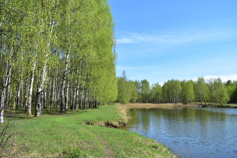 River Birch Trimming in Reno, NV