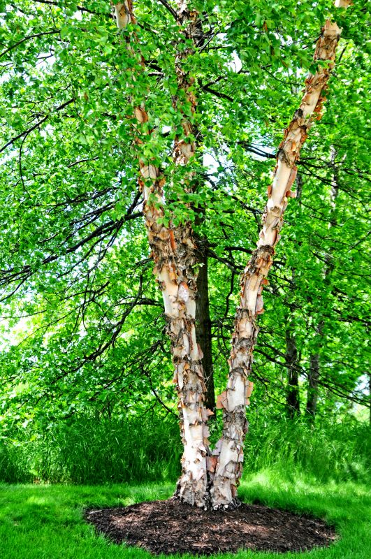 River Birch Trimming in Allentown, PA