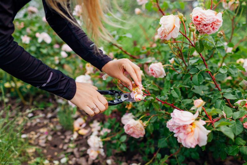Rose Bush Pruning in Rockwall, TX