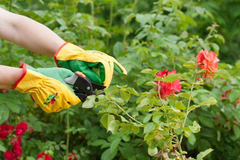 Rose Bush Pruning in Aiken, SC