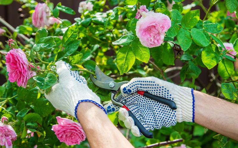 Rose Bush Pruning in Honolulu, HI