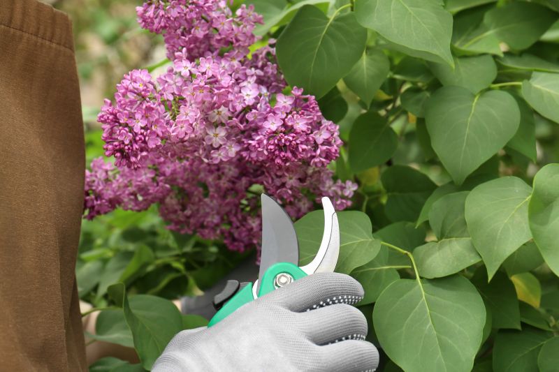 Shrub Pruning in Honolulu, HI