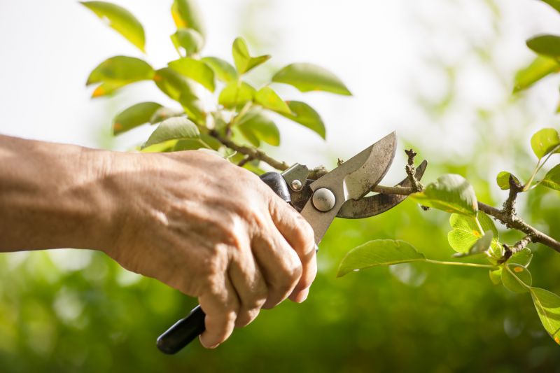 Shrub Pruning in Ventura County, CA