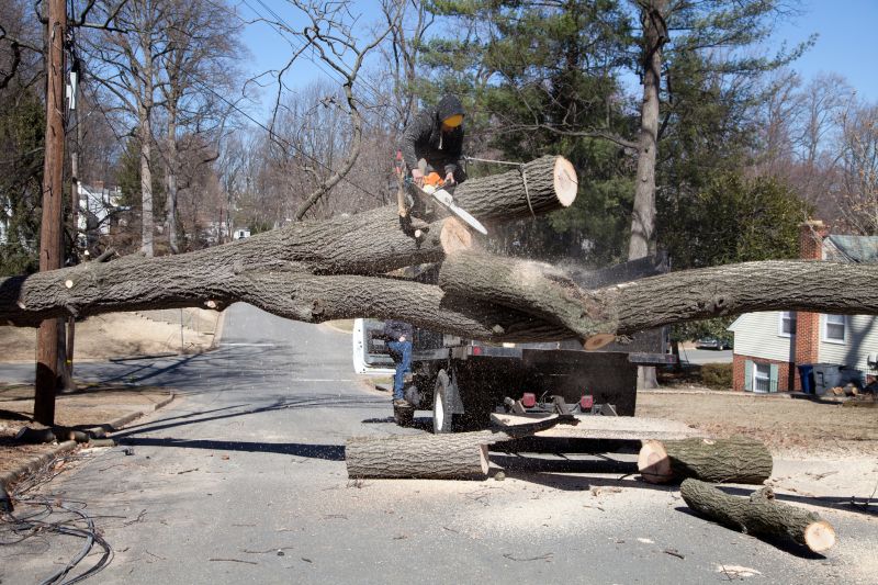 Spruce Tree Removal in San Jose, CA