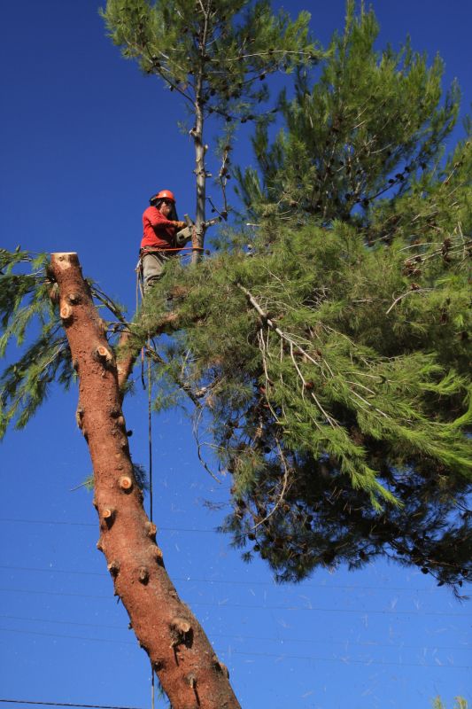 Spruce Tree Removal in Reno, NV