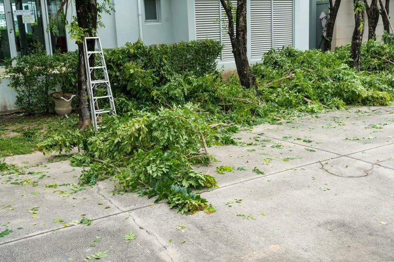 Spruce Tree Removal in Reno, NV
