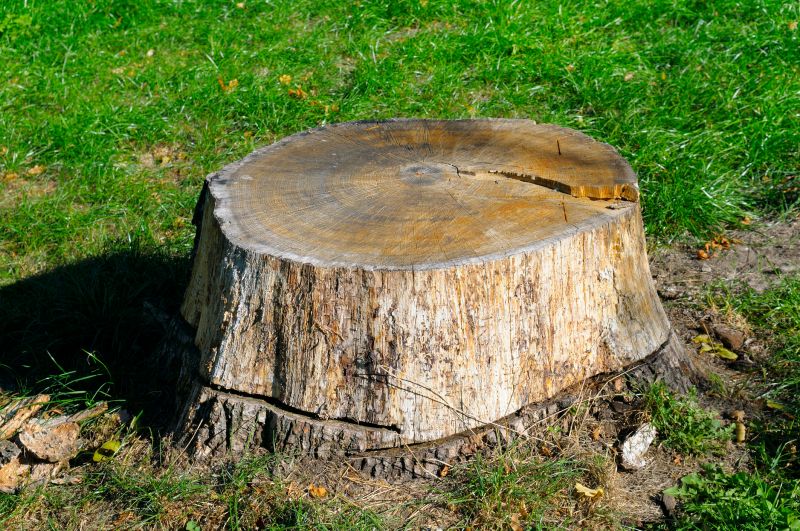 Stump Cutting in Waldorf, MD