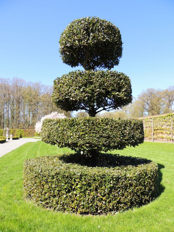 Topiary Shaping in Rockwall, TX