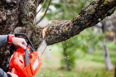 Tree Branch Cutting in San Jose, CA