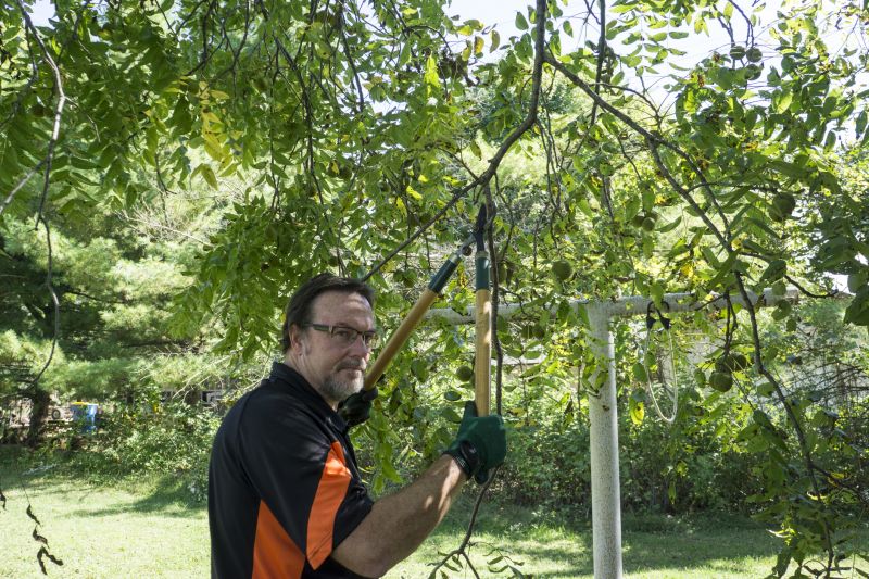 Tree Branch Cutting in Doylestown, PA