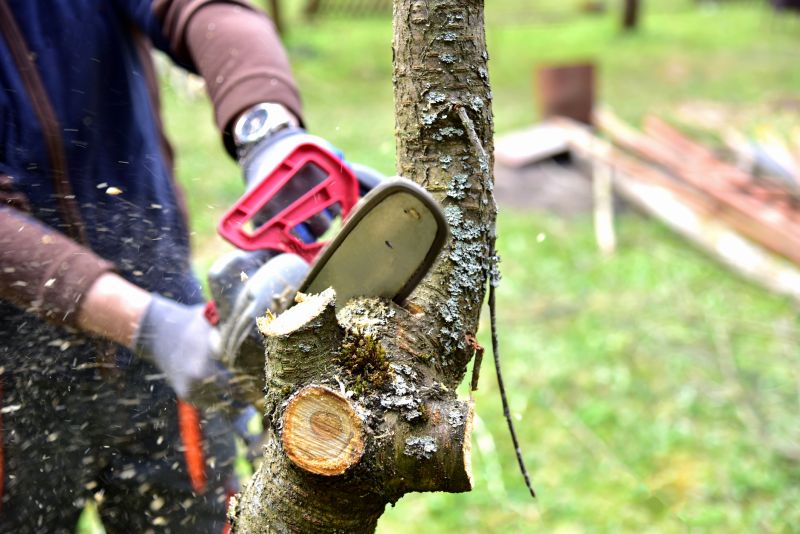 Tree Branch Cutting in Allentown, PA