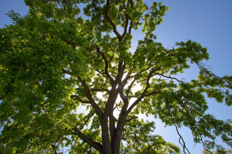 Tree Canopy Thinning in Reno, NV