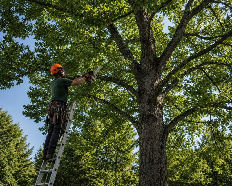 Tree Canopy Thinning in Reno, NV