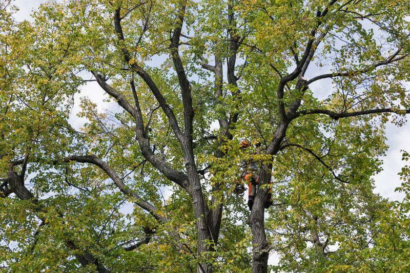 Tree Canopy Thinning in Reno, NV
