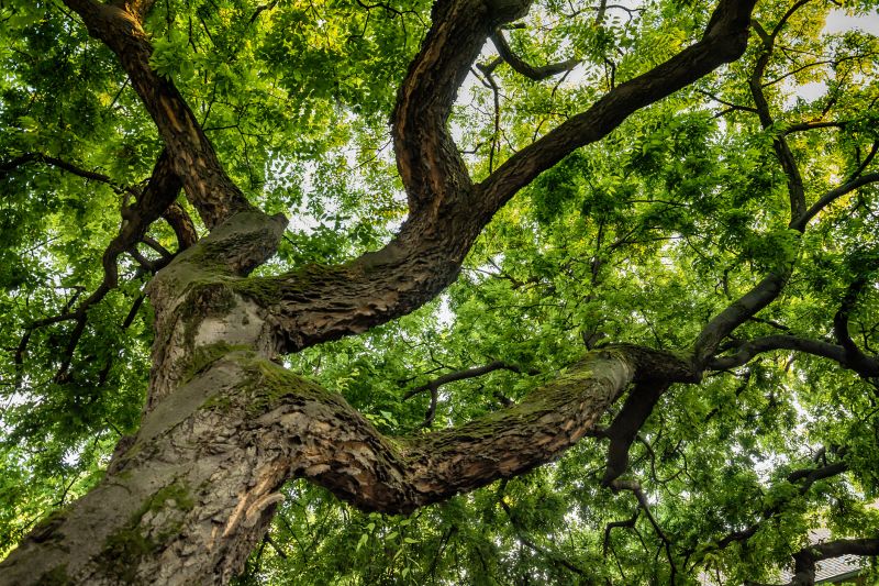 Tree Crown Shaping in Reno, NV
