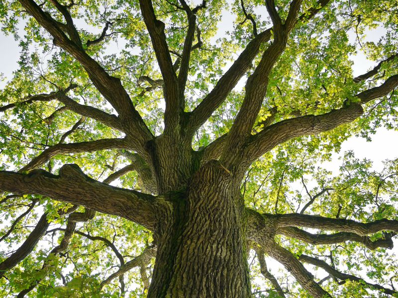 Tree Crown Shaping in Allentown, PA