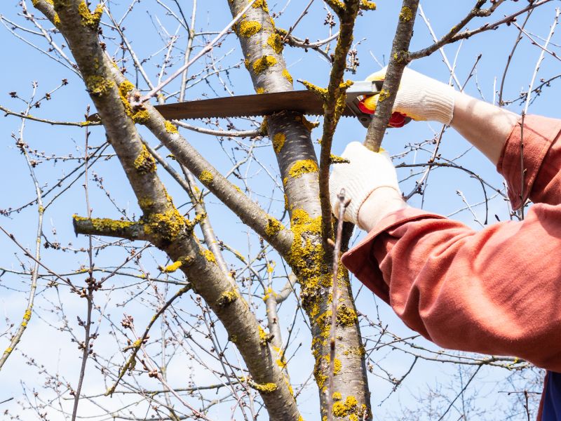 Tree Maintenance Service in Pottstown, PA